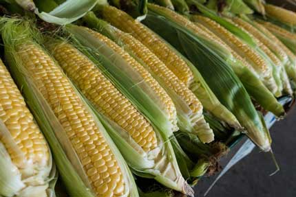 Fresh Corn on the Cob at a Farmer's Stand